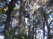 10メートル程の木に登っています