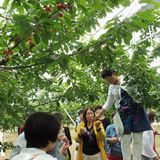 止まらない甘酸っぱさに大満足