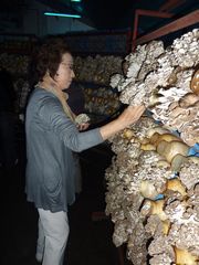 舞茸をもぎ採る参加者