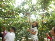 このさくらんぼにしよ