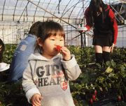 美味しいイチゴだよ