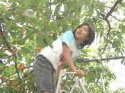 美味しいさくらんぼ見つけた