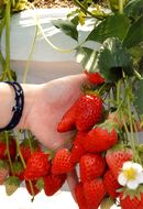 形も色も美しいイチゴ