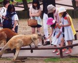 カンガルーにエサやり体験