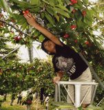 脚立に登ってより甘いのを