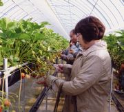 このイチゴにしよ