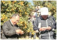 みかんもおいしいよ