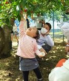 みんなの分採ってあげるよ