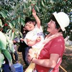 自分で採りたいの