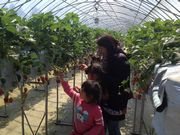 このイチゴにしよう