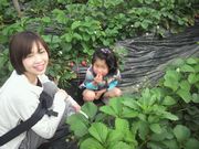 イチゴ美味しいよ