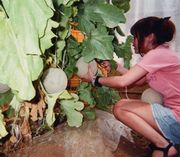 大きなメロンをチョキン