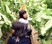 美味しいメロンはどこかな