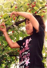 甘いさくらんぼ