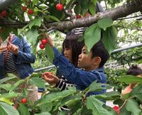 このさくらんぼにしよ