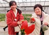 大きく甘いイチゴを食べ放題