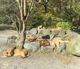 お昼寝日和の陽気