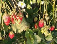 真っ赤なイチゴ