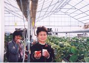 甘くて美味しいイチゴです