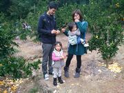 甘くて美味しいみかん