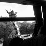 高いところから覗き込むキリン