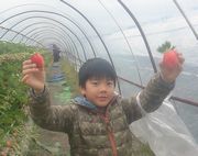 美味しいイチゴだよ