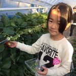 甘いいちごはどれかな