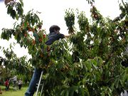 手を伸ばして、 それー