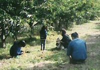 栗拾いに夢中です