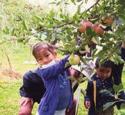 このリンゴに決めた