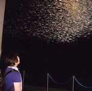 これがイワシのトルネードです