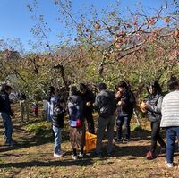 &nbsp;とてもおいしいリンゴ