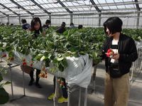 美味しそうなイチゴがいっぱい