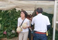 お土産のメロン