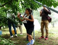 このさくらんぼにしよ