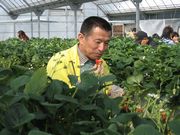 &nbsp;大粒なイチゴ美味しい