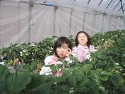 &nbsp;とっても美味しいイチゴ