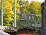 見事な黄金アカシア