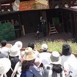 愛敬たっぷりのミニブタショー