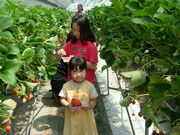 真っ赤なイチゴ美味しいよ