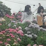 辺り一面彩るあじさい