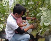 大きなメロンをチョキン