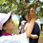 甘いのがたくさん実ってる