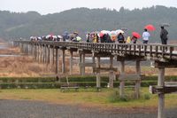雨の中の蓬莱橋