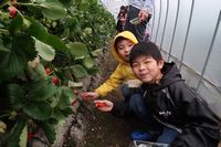 とっても美味しい大きなイチゴだよ