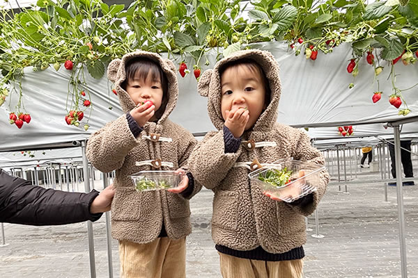 緑支部／イチゴ狩り