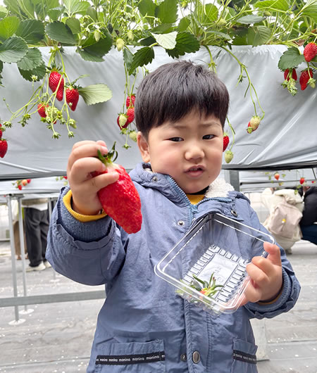 緑支部／イチゴ狩り