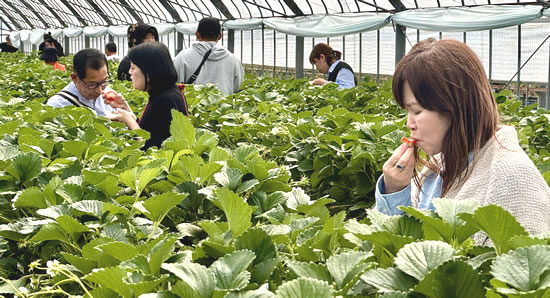 みんなで楽しくイチゴ狩り